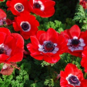 Луковица анемоны Красная Садовая