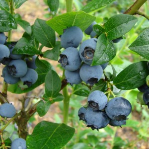 Саженец черники Герберт  (Herbert)