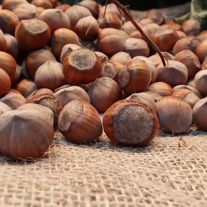 Саженец фундука Барселонского