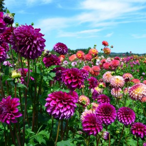 Саженцы Георгин оптом (от 500 шт.)