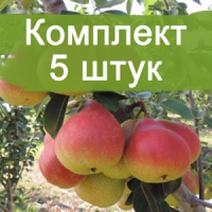 Саженцы колоновидной груши Г-5 -  комплект 5 шт.