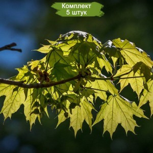 Саженцы клёна Остролистного (20-40 см) -  комплект 5 шт.