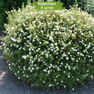 Саженцы лапчатки кустарниковой (Курильского чая) Абботсвуд (Abbotswood) -  комплект 5 шт.