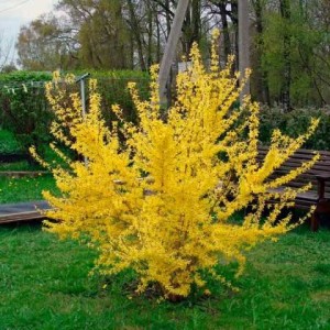 Саженец форзиции (45-55 см.)