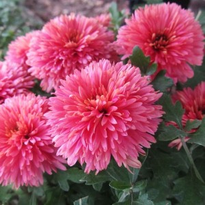 Саженец среднецветковой хризантемы Книпскис (Knipskis) (Розовая )