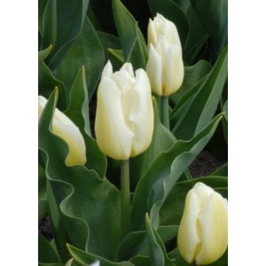 Луковица тюльпана Дэльта Стронг  (Delta Strong)