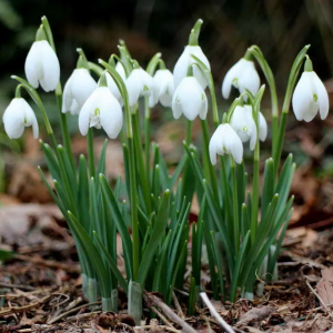 Луковица Галантуса (Подснежника ) Фло