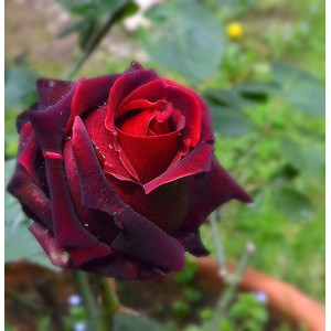 Саженец чайно-гибридной розы Лавралет 